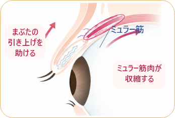 点眼後の目
